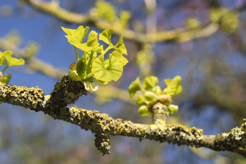 Young leafs of Ginkgo Biloba