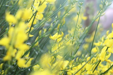 Fototapeta na wymiar Spring yellow field