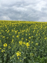 Dunkle Wolken übers Rapsfeld, Raps