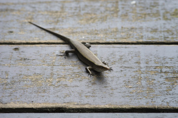 portrait of skink, scincidae, on old wooden bridge, selective focus