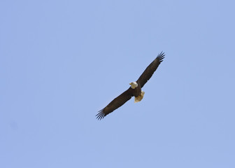 Fototapeta na wymiar Eagle Soaring