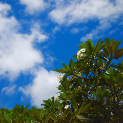 Plumeria or frangipani with blue sky and cloud in background 1:1 picture scale, colorfull picture style