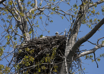 Eaglet in Nest