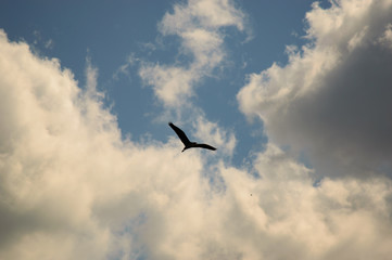 Lonely big bird flying under clouds