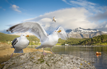 Seagull ready for take off
