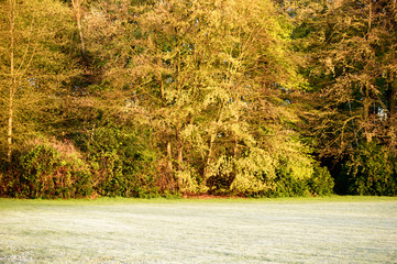 Low cut grass near yellow trees in forest