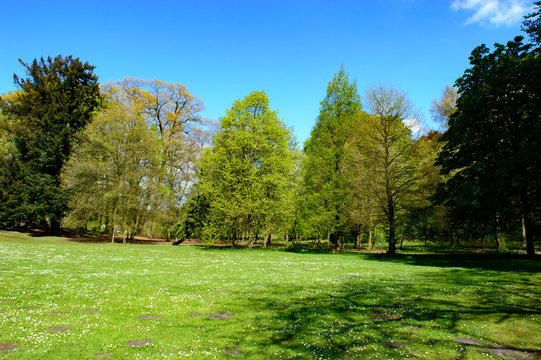 Fresh green spring foliage on trees