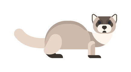 Funny raccoon sitting wildlife animal isolated on white background. Vector raccoon furry mammal fun small adorable pet. Charming life humorous raccoon playful looking cheerful wild mammal.