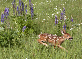 White tailed Fawn Running in Wildflowers
