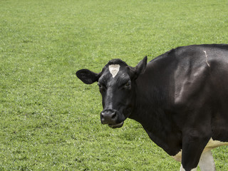portrait de vache Holstein sur pâturage