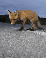 Naklejka na ściany i meble A scared red fox cub in the middle of the highway.