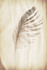 feather watermark