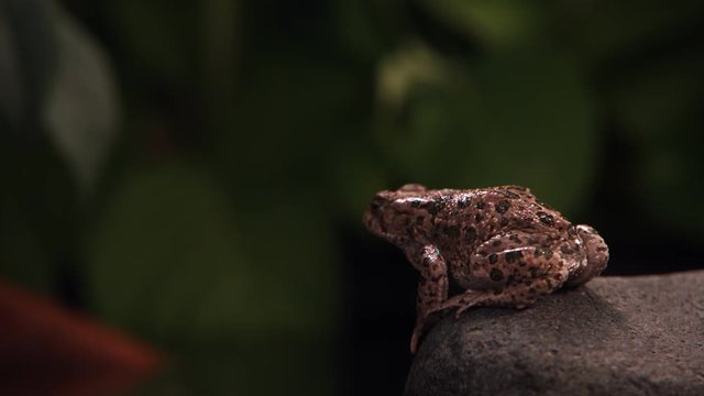 Bullfrog jumping out of frame in ultra-slow motion