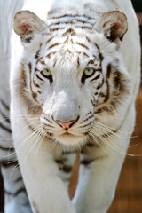 Fototapeta na wymiar Portrait of a white tiger. Panthera tigris tigris