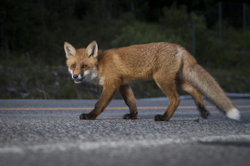 Curious fox cub walking on the road
