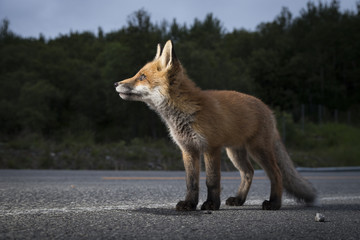 Curious fox cups on the road