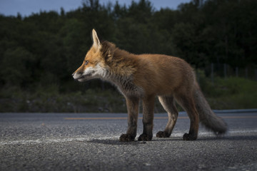 Curious fox cups on the road
