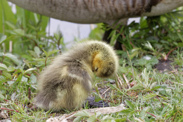 Cute canada goose baby fixing the feathers