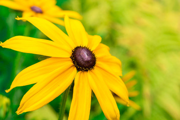 Bright yellow rudbeckia or Black Eyed Susan flowers in the garden
