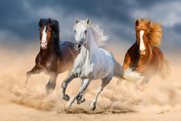 Three horse with long mane run gallop in desert 
