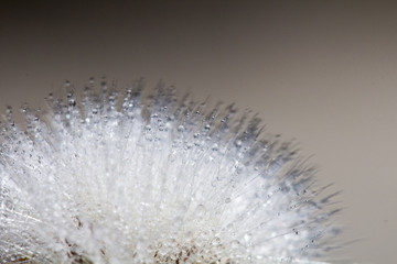 Dandelion abstract background. Shallow depth of field. Macro
