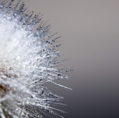 Dandelion abstract background. Shallow depth of field. Macro
