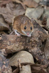 Wood Mouse (Apodemus Sylvaticus)/Wood Mouse in deep leaf litter on forest floor © davemhuntphoto
