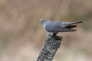 Cuckoo (Cuculus Canorus)/Cuckoo perched on mossy fence post against a background of blurred foliage