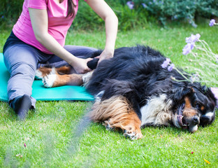 Physiotherapie beim Hund bei Arthrose