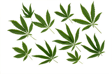 Pattern of cannabis leaf on a white background.