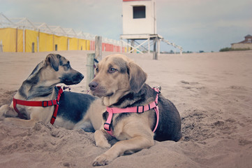 Two dogs on the sand resting in Mar del PLata, Argentina