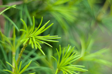 pine branch with new growth in spring 