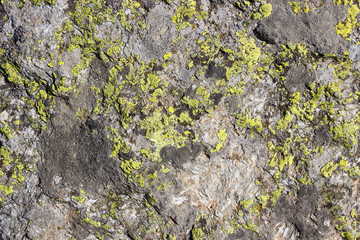Obraz premium Backgroud texture, rock with lichen