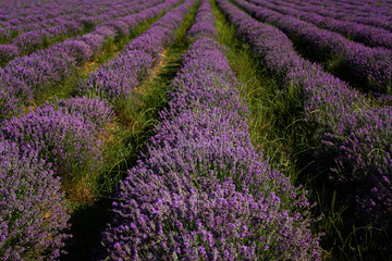 Obraz na płótnie Canvas Lavender field at the end of June, near Kazanlak, Bulgaria