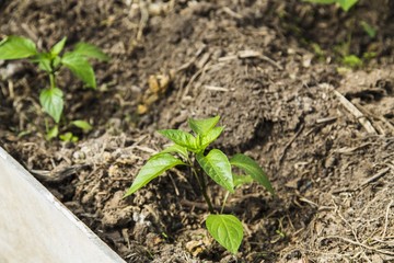 Peper seedling in greenhouse
