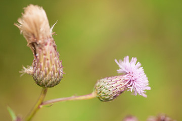 thistle flower