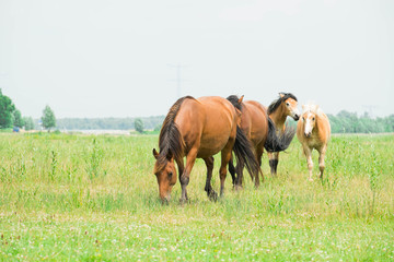 Belgian wild horse out in the field 