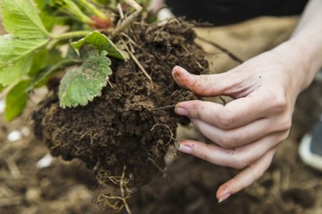 Black soil clod in woman hands