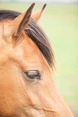 Fototapeta premium Belgian wild horse out in the field