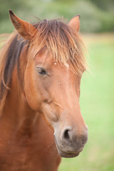 Obraz premium Belgian wild horse out in the field