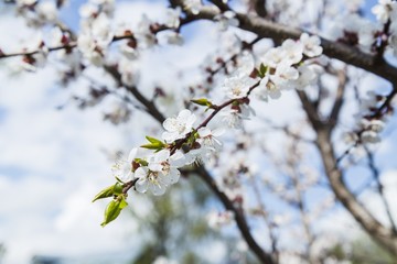 Blooming apricot tree in the garden