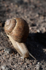 grape snail