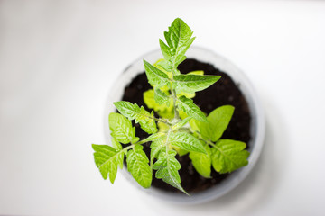 Seedling of tomato