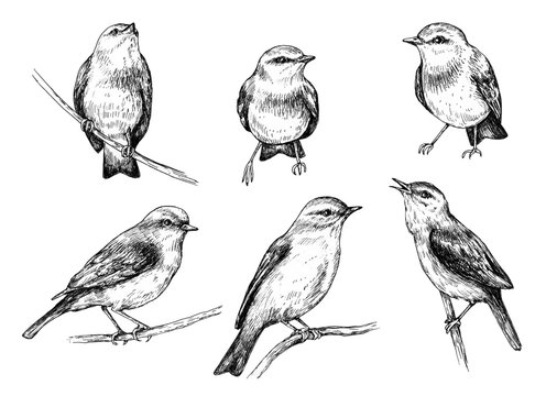 Bird drawing by Conbatiente on DeviantArt in 2023 | Bird drawings, Bird  pencil drawing, Animal drawings