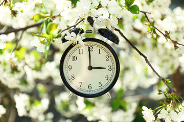 Alarm clock in spring blooming branches