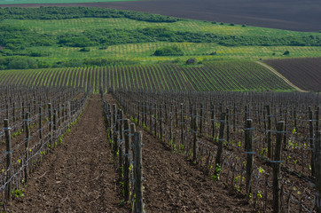 Vineyards with young vines. Wooden poles from acacia. Spring foliation.