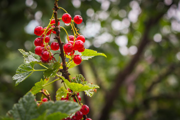 Branch of red currant with berries, blurred tree in the background