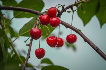 Red cherry fruits on the branch with rain drops in the summertime