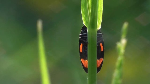 Schaumzikade an Grashalm