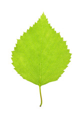 Fototapeta premium green leaf on white